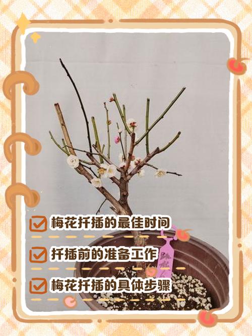 红梅嫁接技术关键步骤有哪些？-图1