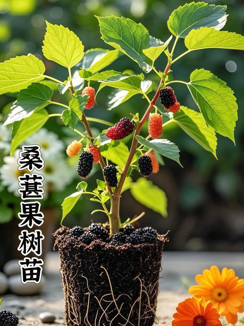 央视为何聚焦桑椹种植技术视频？-图2