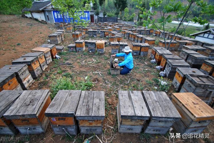 意蜂四季养殖有何技术要点？-图1