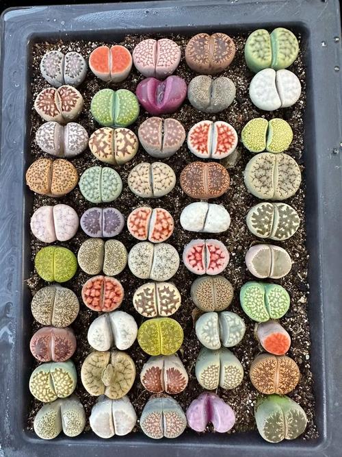 石生花哪些品种颜值最高？-图1