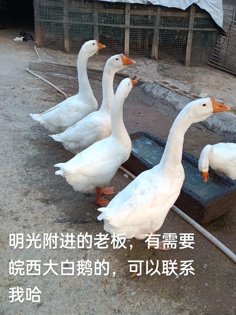养殖肉鹅什么品种好-图1